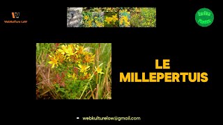 EurêkaPlantes23 Le Millepertuis [upl. by Egarton]