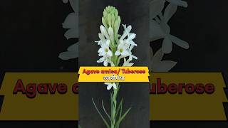 रजनीगंधा में फूल कब खिलते है Agave amicatuberose plant smell rajnigandha tuberose agaveamica [upl. by Jasmin898]