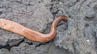 Caught a Morrey Eel from the rocky cliffs at Naalehu Hawaii [upl. by Pollard]