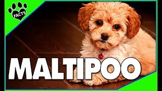 Maltipoo Facts and Information  Poodle Maltese Mix  Dogs 101 [upl. by Zailer]