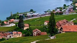 Vendanges à Lavaux  De la vigne au panier 🍇🇨🇭 suisse shorts festival lavaux vendanges [upl. by Otreblide669]