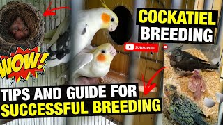 HOW TO BREED COCKATIEL [upl. by Isador900]