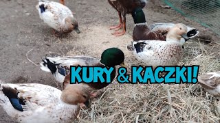 Hodowla Kur  Kaczki amp Kury 🦆🐔 Razem Czy to dobry pomysł [upl. by Hctub]