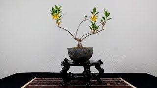 Bonsai Forsythia Forsitia poda tras floración [upl. by Doersten]