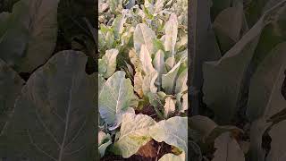 Cauliflower Brassica oleraceaफूलगोभी777vegetable farming 777 [upl. by Rehpotsyrk]