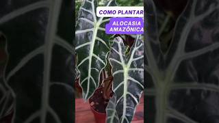 Como plantar Alocasia Amazônica alocasia plantas folhagem replante jardim [upl. by Kanor]