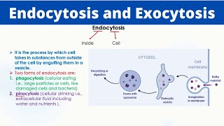 Endocytosis and Exocytosis  Phaogcytosis  Pinocytosis  Passage of molecules [upl. by Aiam]