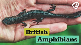 British Amphibians [upl. by Hairaza]