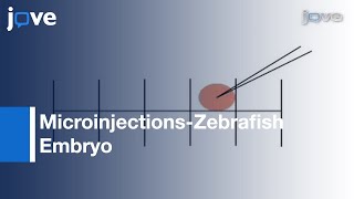 Microinjection Of Zebrafish Embryos To Analyze Gene Function l Protocol Preview [upl. by Yrome691]