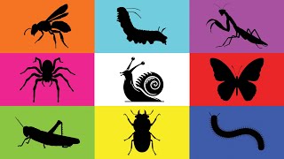 Insect Caterpillar Grasshopper Snail Butterfly Spider Mantis Beetle Paper Wasp Milipede [upl. by Niwred]