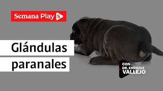 ¿Cómo evitar afecciones en las glándulas anales  Enrique Vallejo [upl. by Shanda]