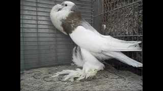 Pouter pigeons in Vinous Farm myzoolivecom حمام نفاخ 2 [upl. by Rocky]