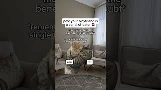 Your BF is a serial cheater shortvideos cat youtubevideos ytshorts shorts [upl. by Etta]