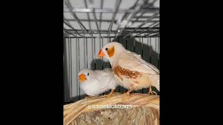 Chestnut flanked white zebra finch finch zebrafinch [upl. by Siouxie]