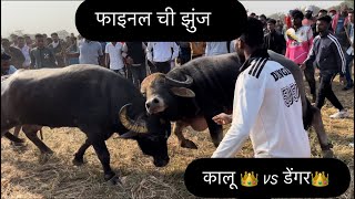 कालू  captain  vs डेंगर hela zunj bhiwandi final bull vlog [upl. by Eiloj]