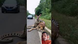 Mazing animals deer automobile wildlife nature youtubeshorts shortvideo [upl. by Germin]