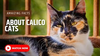 Amazing Facts About Calico Cats  Calico Cat [upl. by Ahsets]