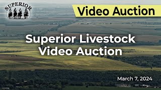 Superior Livestock Auction  Video Auction [upl. by Noiroc9]