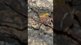 ornate harvestman bugs creepybugs harvestmen [upl. by Rabaj]