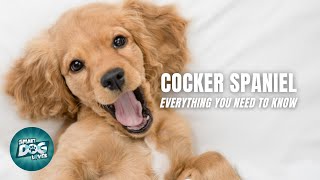 Cocker Spaniel Dogs 101  Everything You Need to Know [upl. by Rolandson]