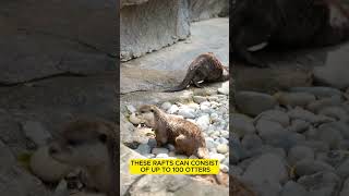 Otter  Furry Rafts animalfacts wildanimalfacts animalshorts otter [upl. by Ycul]