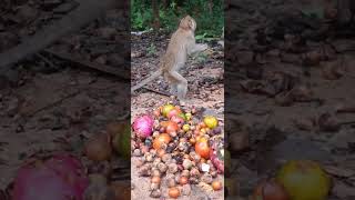 Wildlife Expert Shares Adorable Monkey Encounter subscribe shortvideo moneky [upl. by Schweiker]