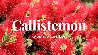 Callistemon Grow and Care Tips [upl. by Llert]