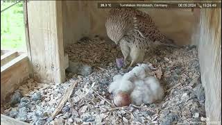 Common Kestrel nest Windsbach Germany May 6 2024 [upl. by Tewell158]