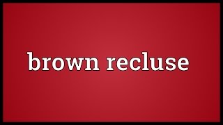 Brown recluse Meaning [upl. by Nauqyt]