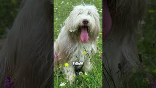 Bearded Collie 🐶 [upl. by Davon]