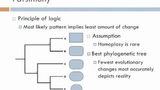 Biology 2 Lecture 4 Phylogenies [upl. by Katuscha]