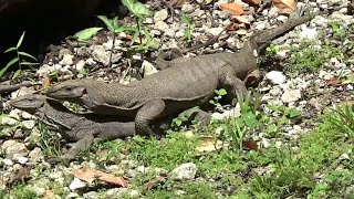 Mating pair of Clouded Monitor Lizards Varanus Nebulosus [upl. by Kraul]