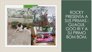 Rocky presenta a sus primas Guagui y Goo Ri y su primo Bom Bom [upl. by Rosco]