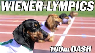 The 100m Dachshund Dash  Wiener Dog Race [upl. by Elsinore508]