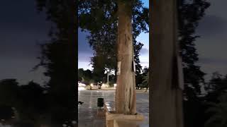 فجر الخميس 5122024 من المسجد الأقصى المباركThursday dawn from AlAqsa Mosque [upl. by Kathe]