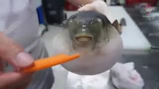 Puffer Fish Eating Carrot  10 HOURS [upl. by Mungam505]