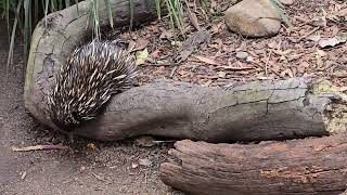 Los Equidnas Sydney Australia [upl. by Merideth569]