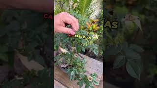 Insecticida casero🌱 huerto jardin jardinería tips tutorial agricola us agro vegetablegarden [upl. by Anillehs849]