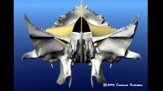 Craniosacral movement of bones and membranes in the skull [upl. by Ayrb817]