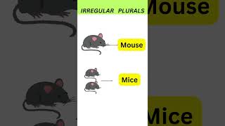 Irregular plurals English Learning by Kids basicenglish shorts shortsviral [upl. by Almeda570]