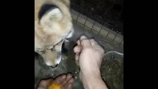 2220 How to teach a wild fox to stroke WildRedFox animals shorts [upl. by Brad472]