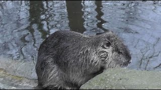 Nutria Myocastor coypus  Coypu [upl. by Thissa]