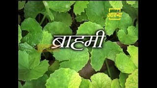 Health Benefits of Brahmi Plant  Acharya Balkrishna [upl. by Oilerua]