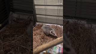 Opossums like leaf litter [upl. by Anawit419]