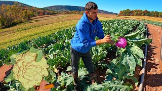 Late Season Purple Cauliflower Harvest [upl. by Ellevart]