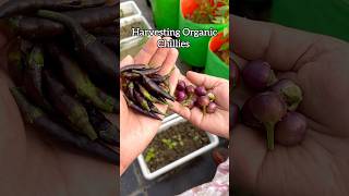 Organic chilli harvest  My terrace garden gardening shorts plantlover flowers trendingshorts [upl. by Celestyn]