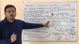 Receptor Pharmacology Part 03  G Protein Coupled Receptor  Pharmacology of GProtein Receptors [upl. by Kcirdahc291]