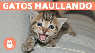 Los mejores MAULLIDOS de GATOS 🐱 ¡Gatos MAULLANDO mucho y fuerte 🐾 [upl. by Hoxie]