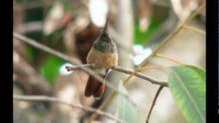 ENDEMIC chestnut bellied hummingbird AMAZILIA CASTANEIVENTRIS [upl. by Airbas357]