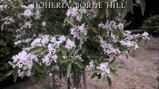 Hoheria species at Caerhays [upl. by Sharl]